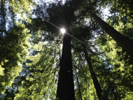 California Redwoods