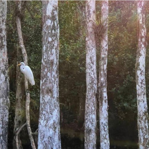 Big Cypress National Preserve